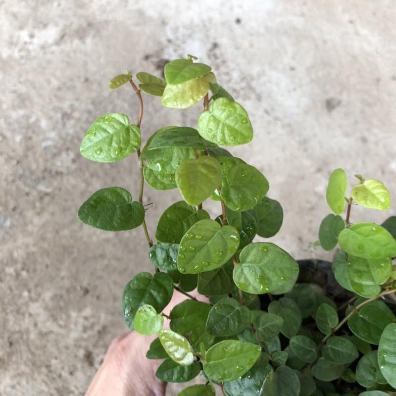 CÂY VẢY ỐC TRỒNG BỊCH ĐEN NHIỀU NGỌN SUM SUÊ DÀI 15-20CM CÂY SỐNG KHỎE THÍCH HỢP LÀM CÂY LEO BÁM