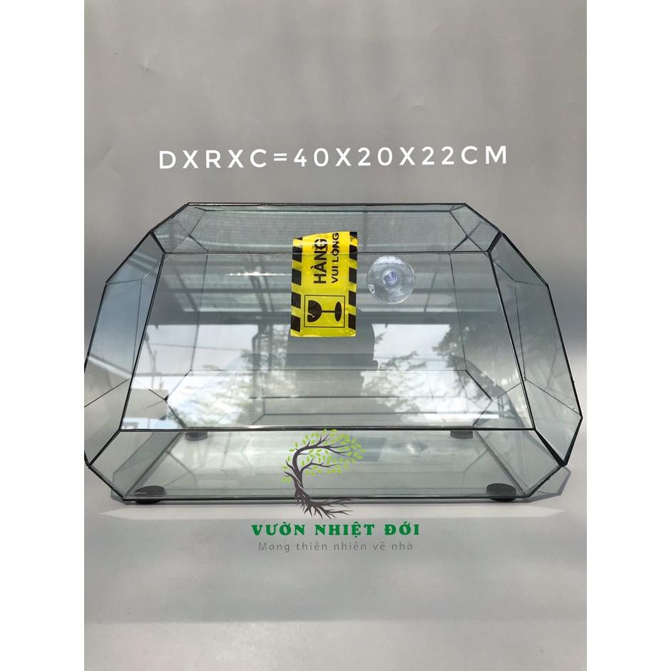 Bể Terrarium Đa Giác Setup Bán Cạn Để Bàn Làm Việc