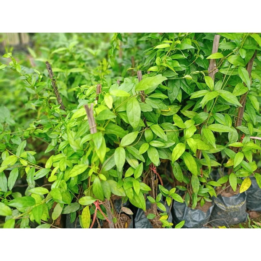 Cây thìa canh lá nhỏ giống
