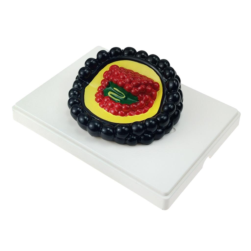 Biology Science Microorganism Model Student Classroom Learning Accessories