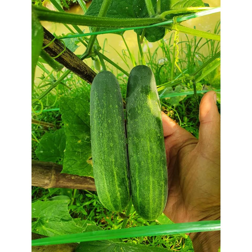 DƯA LEO XANH - DƯA CHUỘT XANH