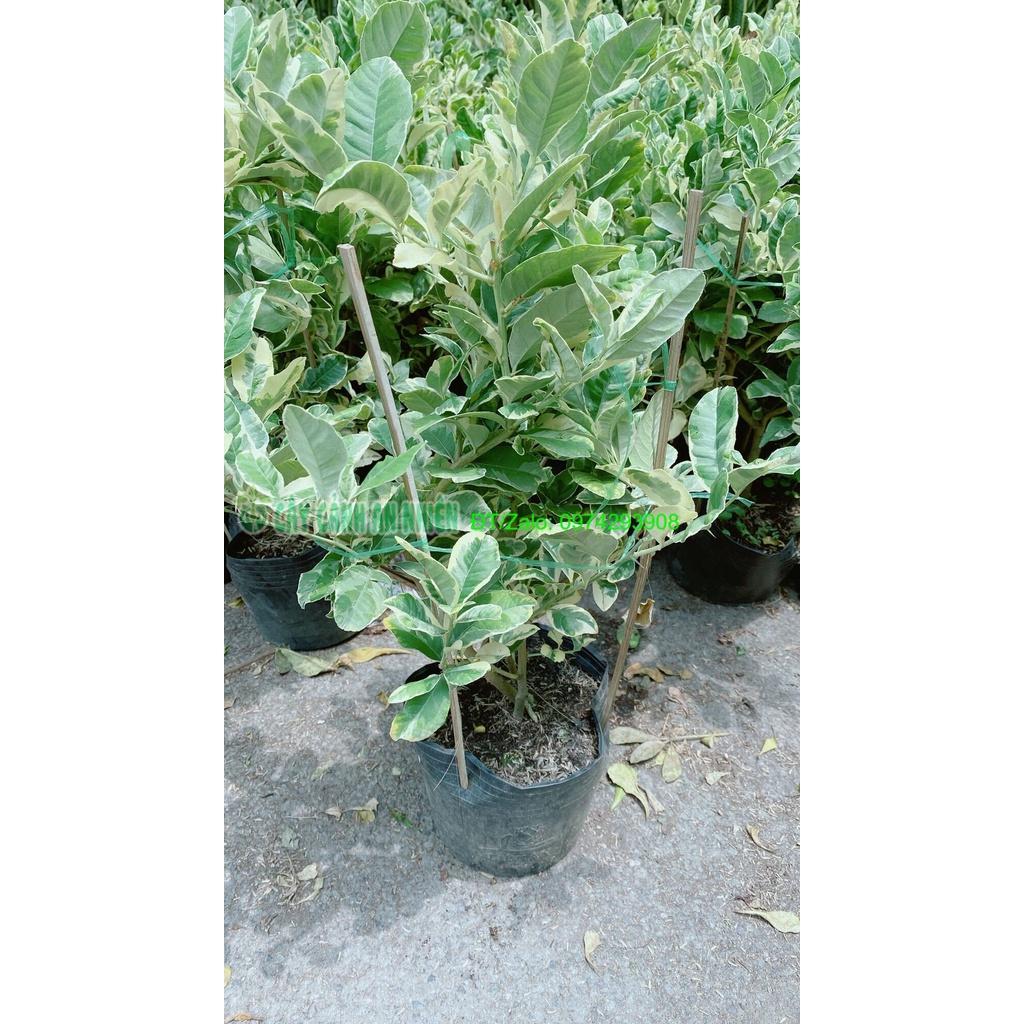 Cây Chanh Cẩm Thạch