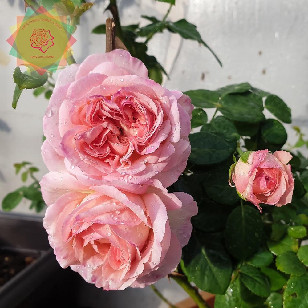 Cây hoa hồng ngoại Nhật Aube (leo) đẳng cấp - Hoa hồng Thăng Long Flower