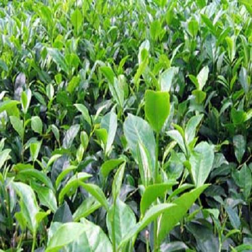 Combo 10 cây trà xanh