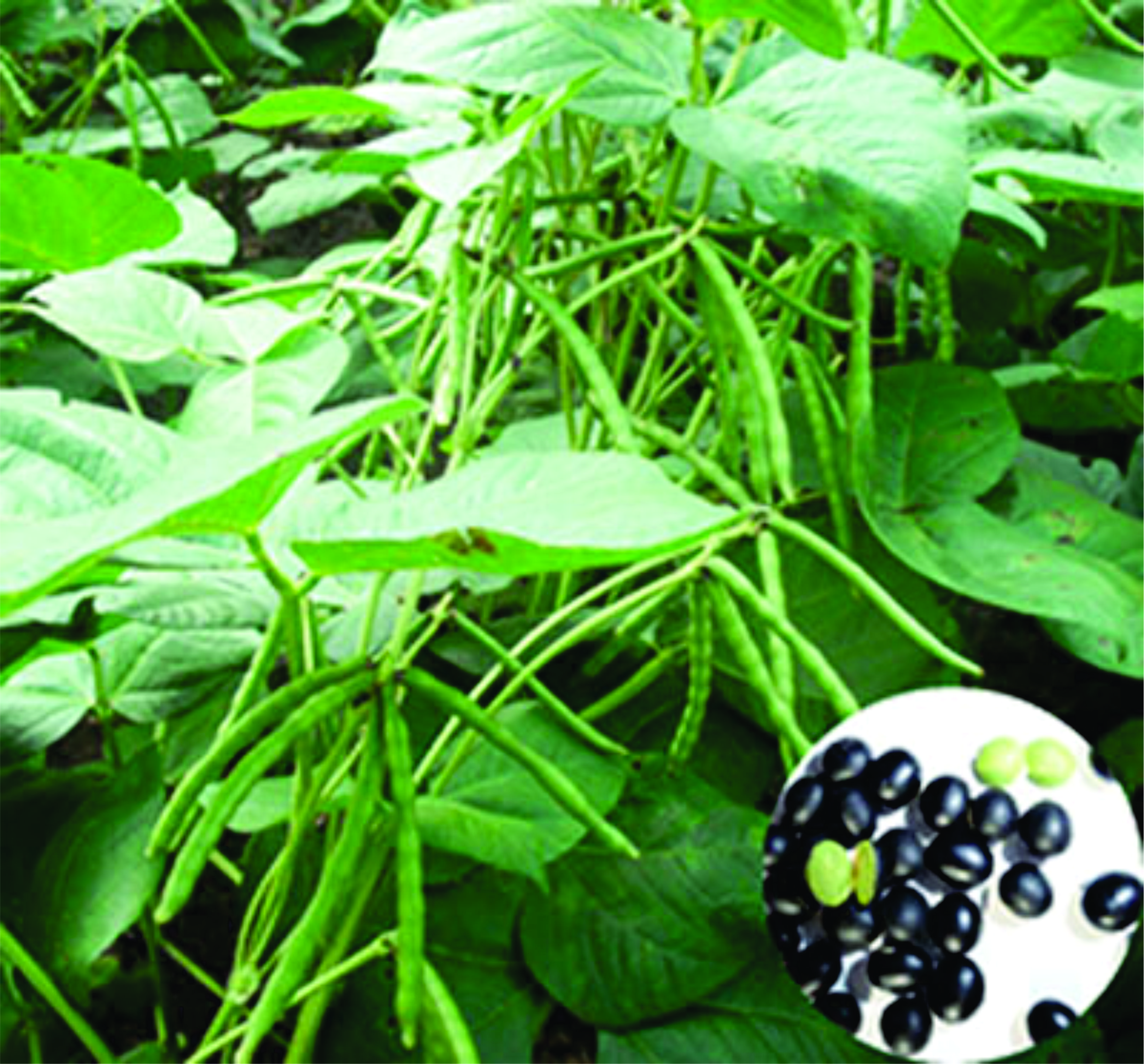 Đậu đen xanh lòng rang sẵn - 1kg - Ftaky - Đậu đen xanh lòng hữu cơ - hạt nhỏ thuần chủng