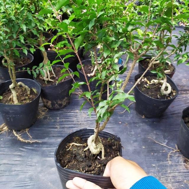 Combo 3 cây giống HỒNG NGỌC MAI BONSAI