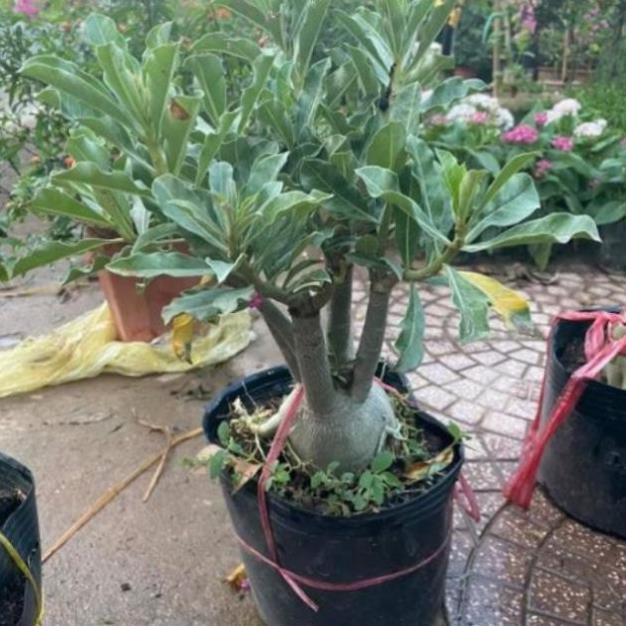 Sản phẩm CÂY SỨ THÁI