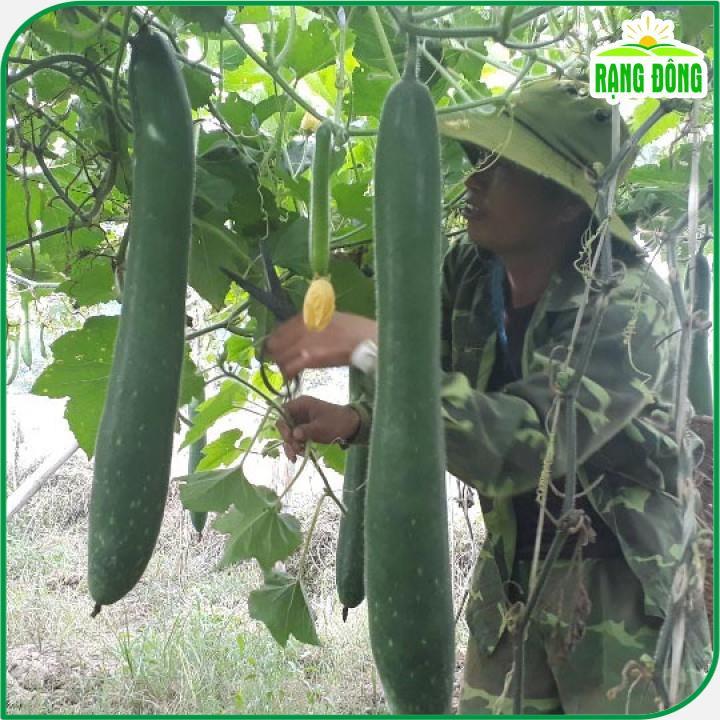 Hạt giống Bí Đao Xanh Trái Dài Lai F1 Java (0,2g~10 hạt) sinh trưởng khỏe, trồng quanh năm - Hạt giống Rạng Đông