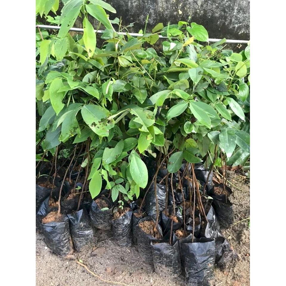 Cây hoa muồng hoàng yến cây cao 50cm khỏe đẹp