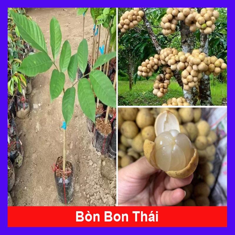 Cây Bòn Bon Thái - cây ăn quả + tặng phân bón cho cây
