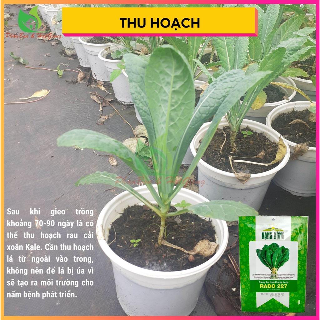 Hạt Giống Rau Cải Kale KHỦNG LONG Cải Xoăn 5gr - Rạng Đông - Shop Phân Bón và Hạt Giống