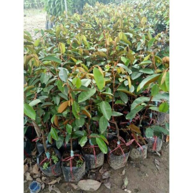 Cây Giống Vú Sữa Lò Rèn