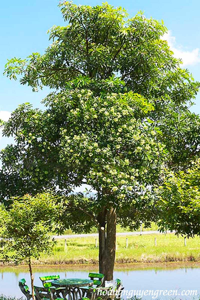 CÂY GIỐNG HOA SỮA [ trồng tạo bóng mát, làm cây cảnh sân vườn, cảnh quan ... ]