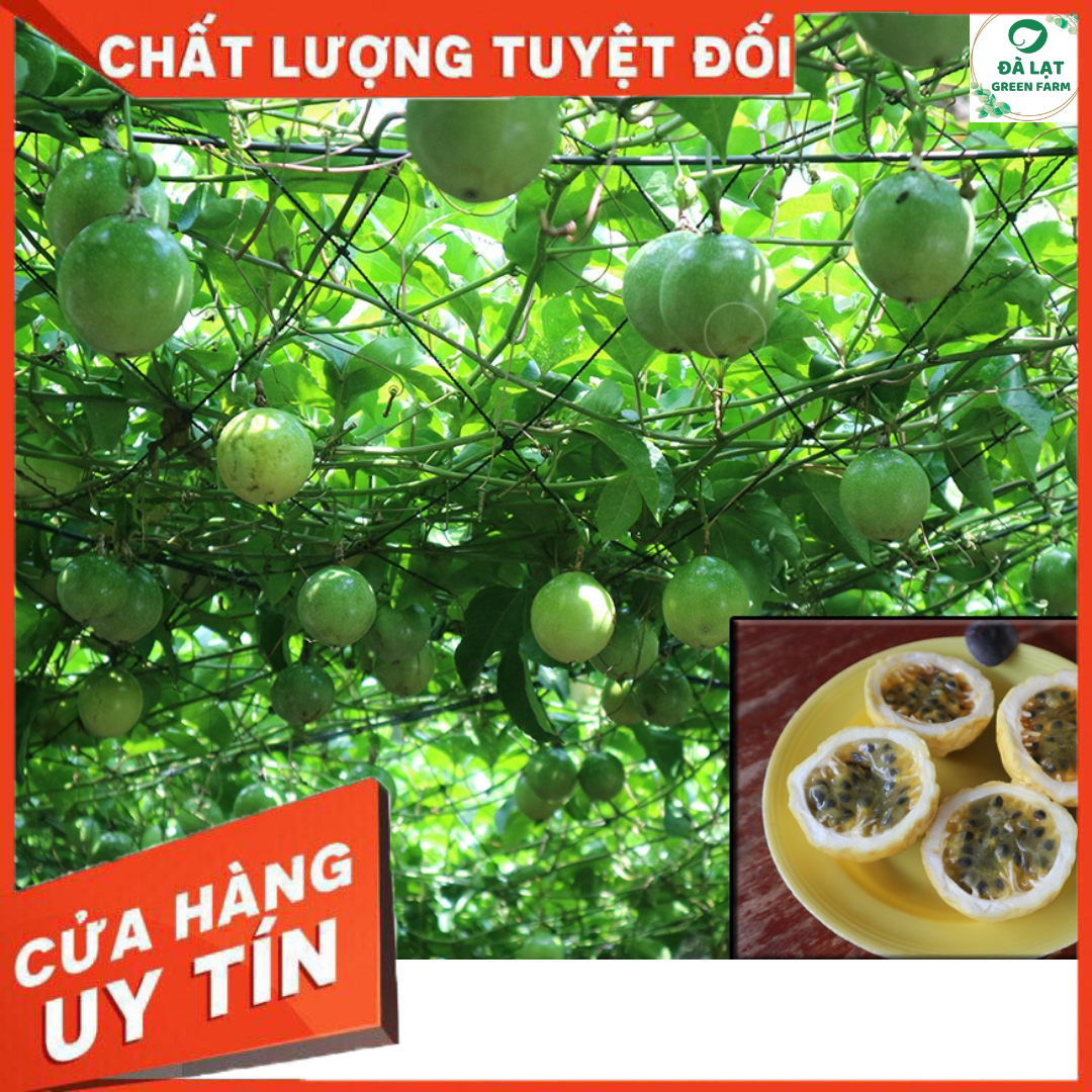 130H_Hạt giống Chanh Dây (sai trái)