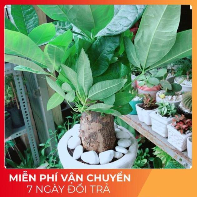 Chậu Kim Ngân Chân Voi