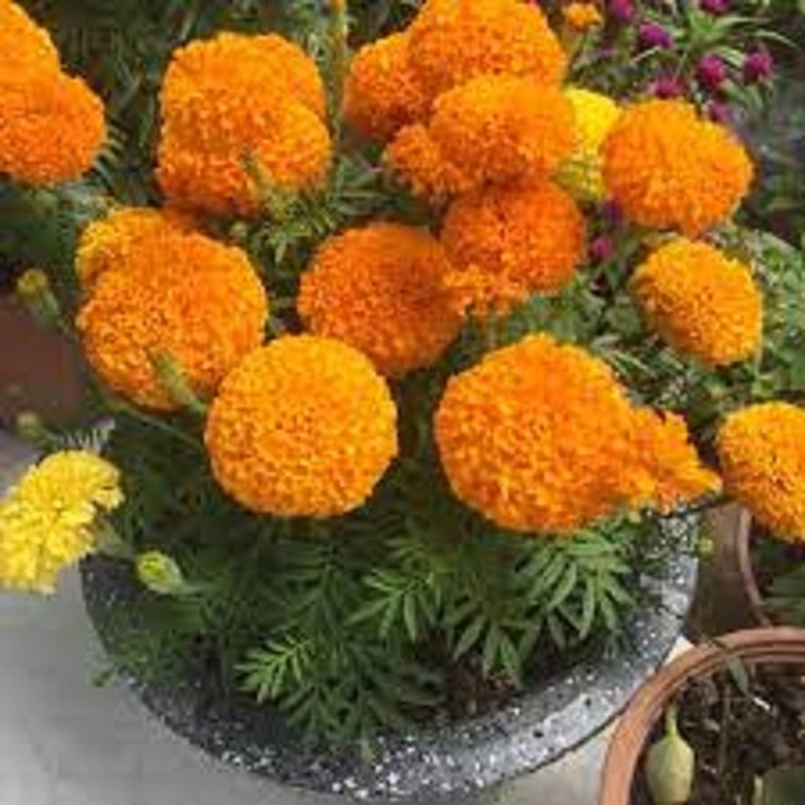 Hạt giống hoa Vạn Thọ cam đỏ lùn-gói 30 hạt(chiều cao 30-40cm)