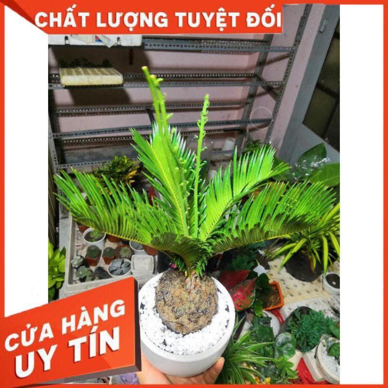Chậu cây vạn tuế Nhiều Người Mua