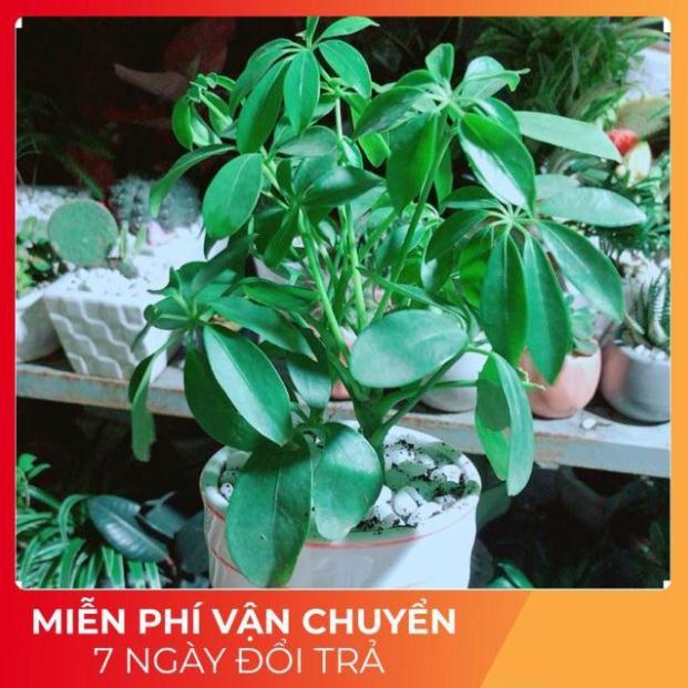 Chậu Ngũ Gia Bì