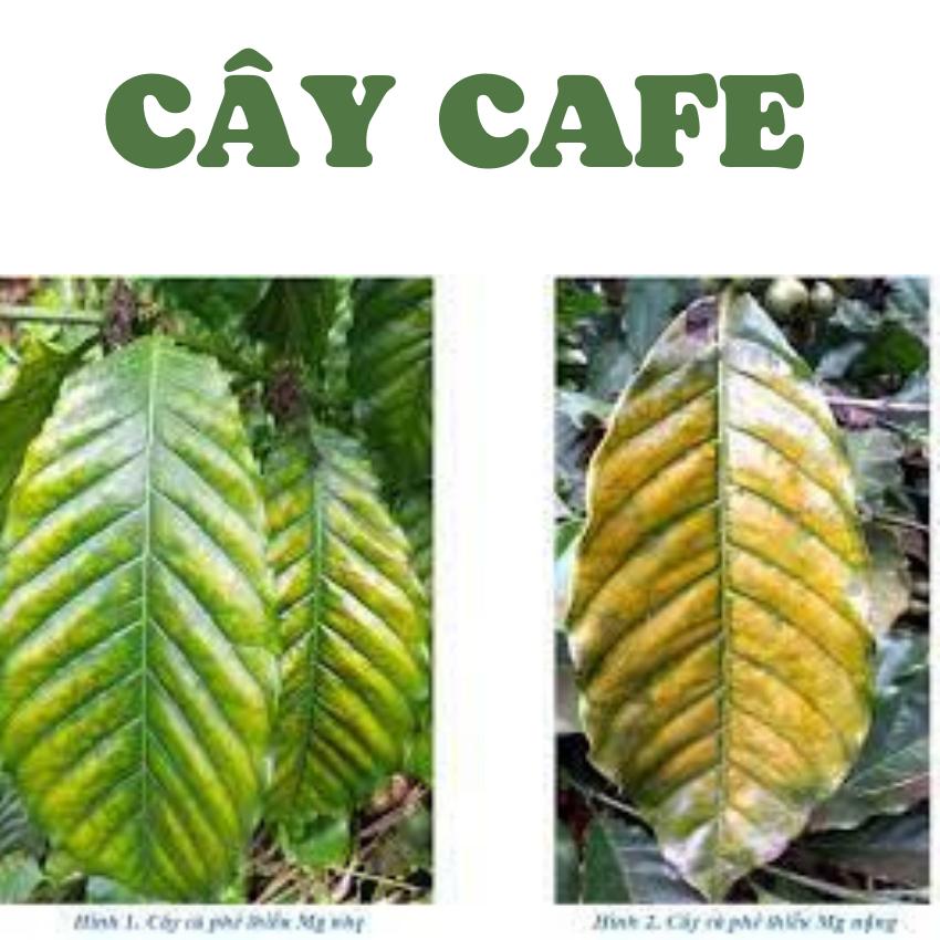 Phân bón lá siêu vi lượng chống vàng lá làm lá xanh dày mướt, thân cây mập cho mọi loại cây trồng