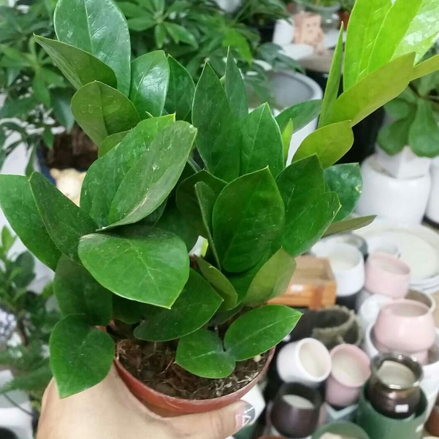 Cây Kim Tiền Để Bàn Chậu Nhựa