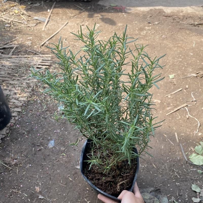 Cây Hương Thảo size to và nhỏ , có hương thơm dịu nhẹ và có tác dụng đuổi muỗi