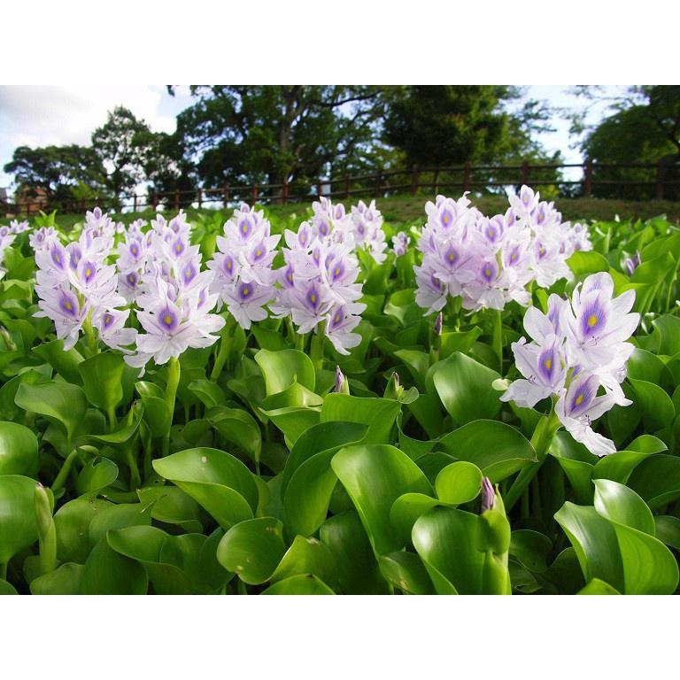 Cây Lục bình cao to- cây Bèo Tây lục bình giống cao to