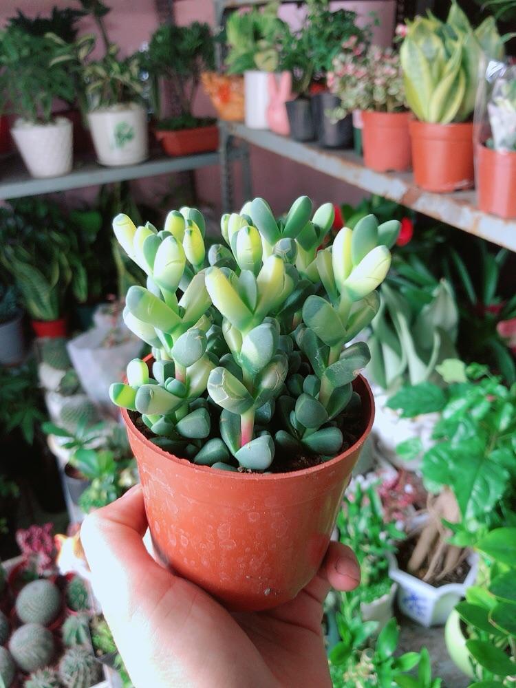 Sen Đá Tim Hàng Đẹp