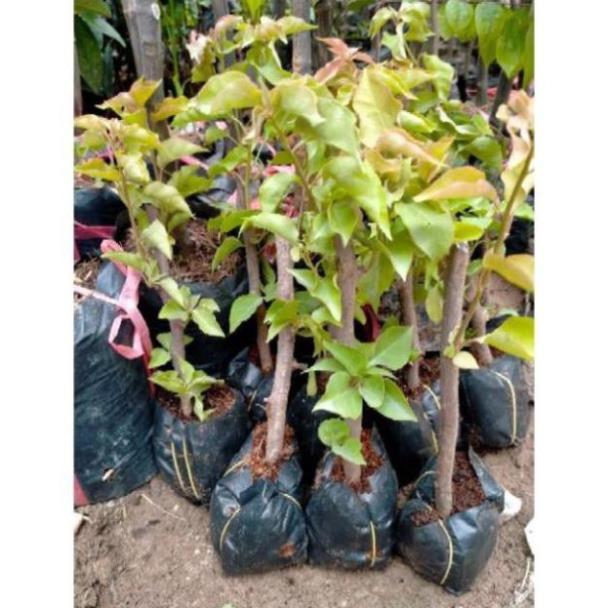 Cây Giống Hoa Giấy Leo