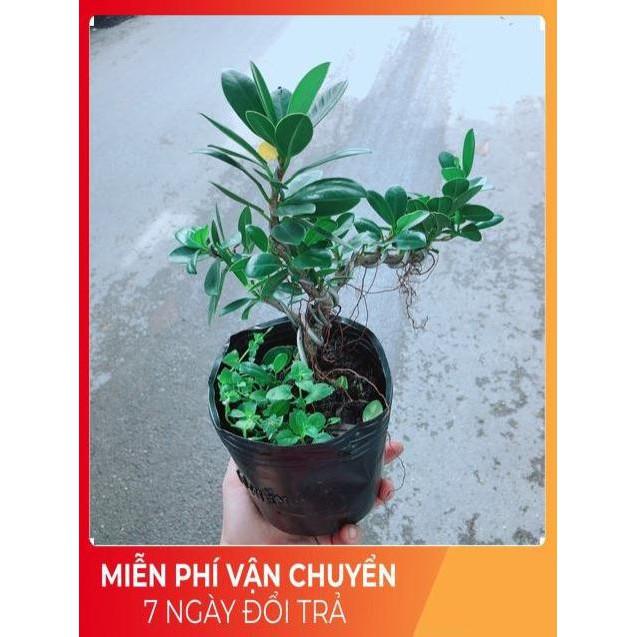 Cây Da Nhật Bonsai