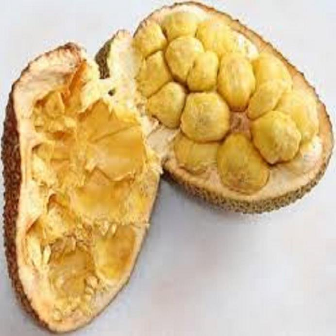 CÂY GIỐNG MÍT TỐ NỮ SIÊU QUẢ SIÊU NGỌT.CAM KẾT GIỐNG CHUẨN, BẢO HÀNH CHUẨN F1