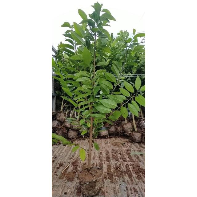 CÂY GIỐNG NA DAI.