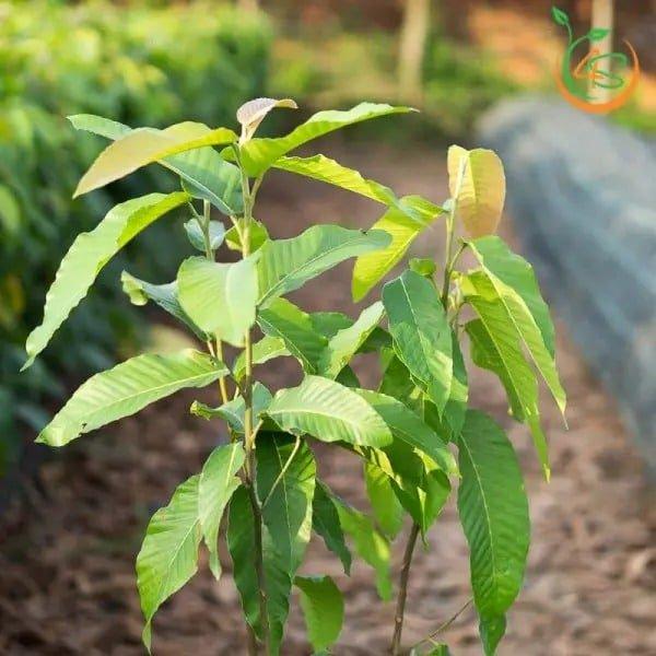 Cây giống Cây Dầu Ráii f1 thuần chủng