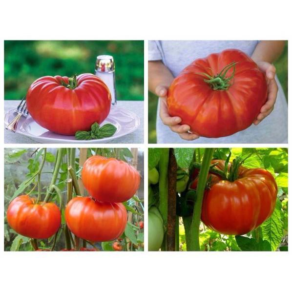 Hạt giống CÀ CHUA KHỔNG LỒ 2 KG dễ trồng