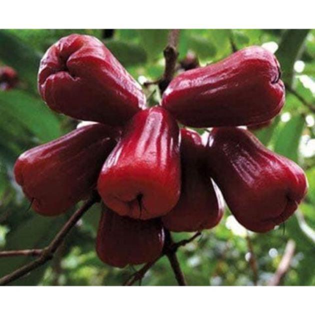 Roi đỏ thai + Tặng 01 cây dâu da đất