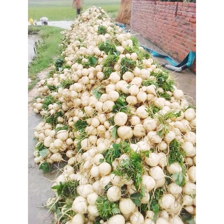 Hạt giống củ đậu cao sản F1