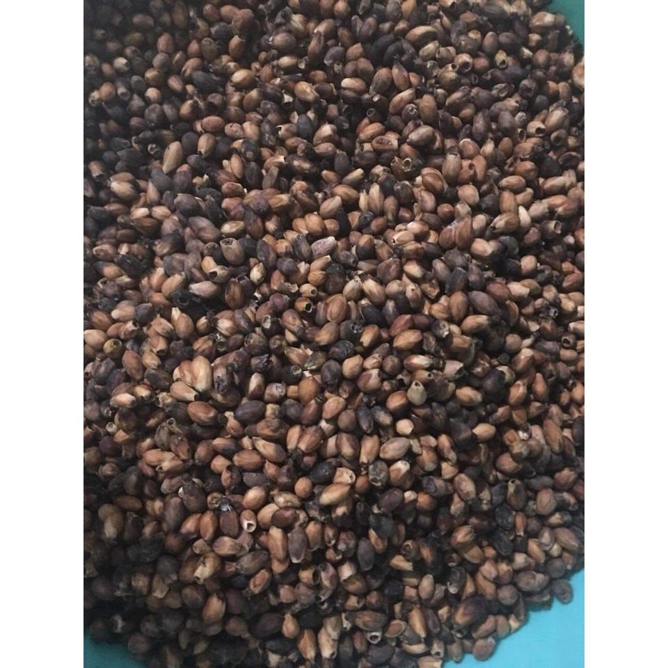 50 gram hạt giống lõi thọ