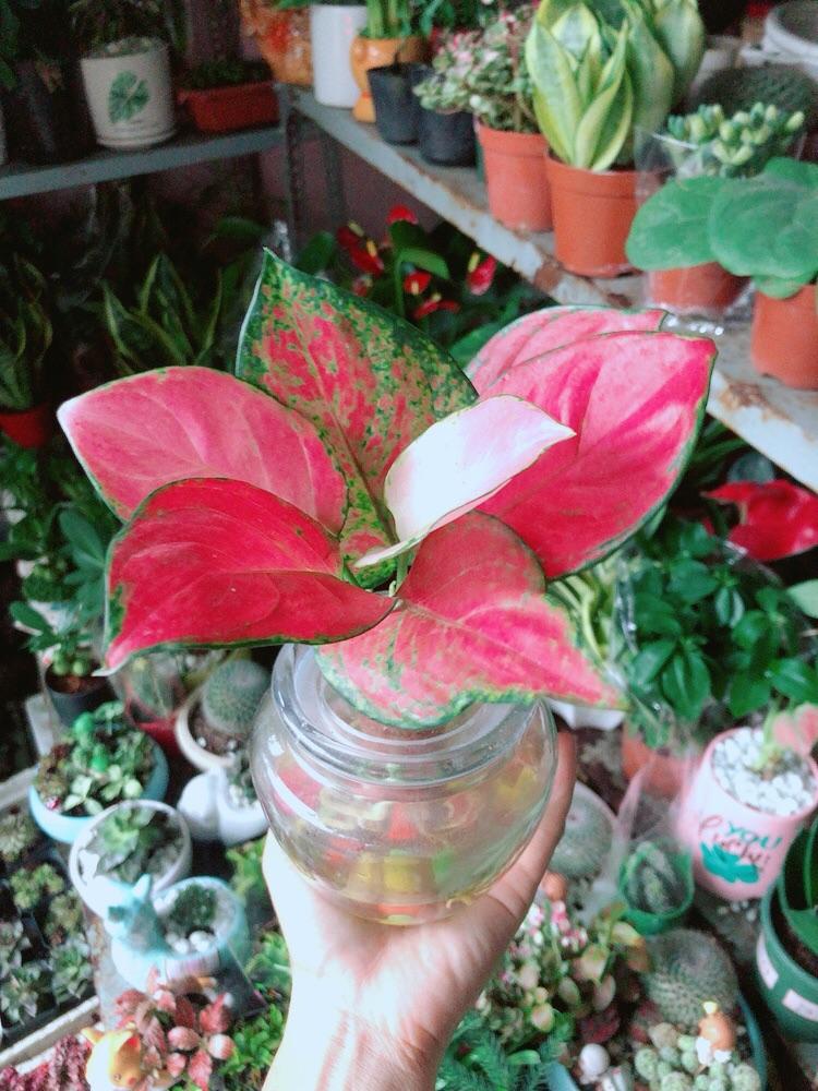 Chậu Cây Vạn Lộc Thuỷ Sinh