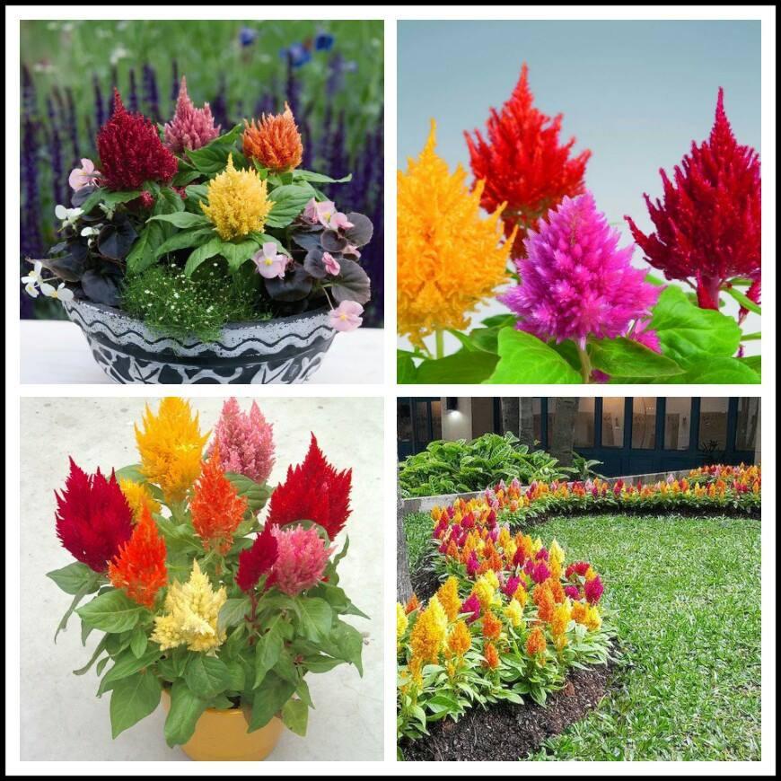 Hạt giống hoa mào gà lửa mix màu - gói 100 hạt