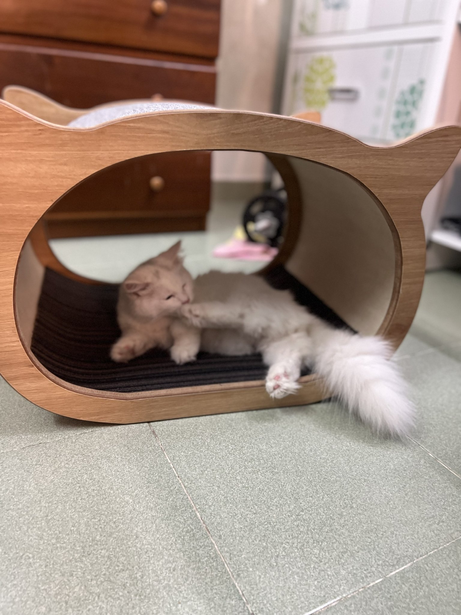 Chuồng mèo MSM002