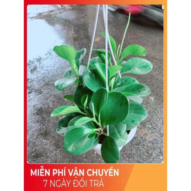Chậu Trường Sinh