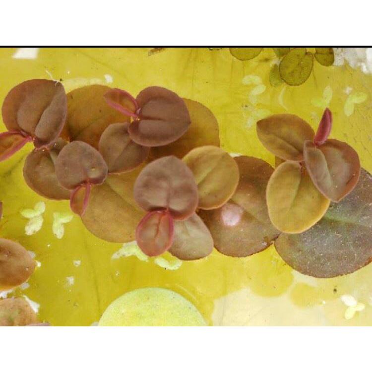 10 nhánh bèo rễ đỏ - phụ kiện trang trí bể thủy sinh cá tép cảnh