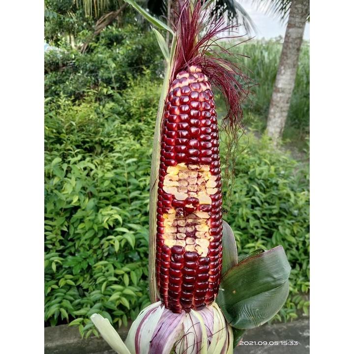 Hạt giống bắp nữ hoàng đỏ