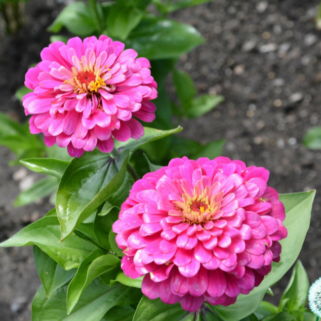 Hạt Giống Hoa Cúc Lá Nhám Lùn-Hoa Đẹp Nhiều Màu