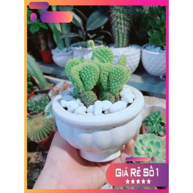 Chậu Xương Rồng Tai Thỏ