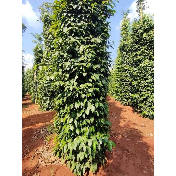 Giống Tiêu Srilanka Giống Hồ Tiêu Năng Suất Cao Nhất
