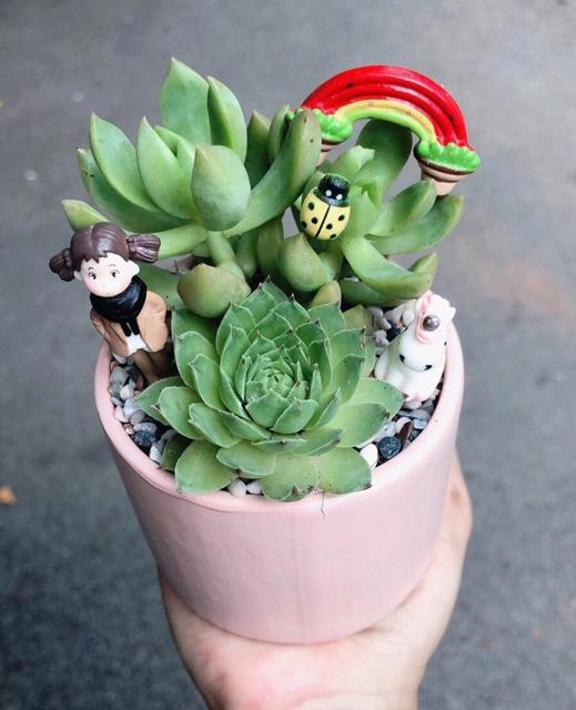 Chậu sen đá tiểu cảnh