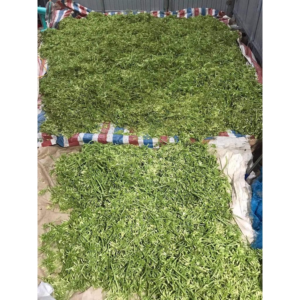 Trà đu đủ đực – Xạ Đen bịch 60 túi lọc.
