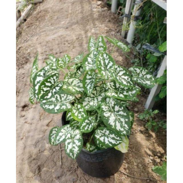 Cây Môn Đốm Trắng