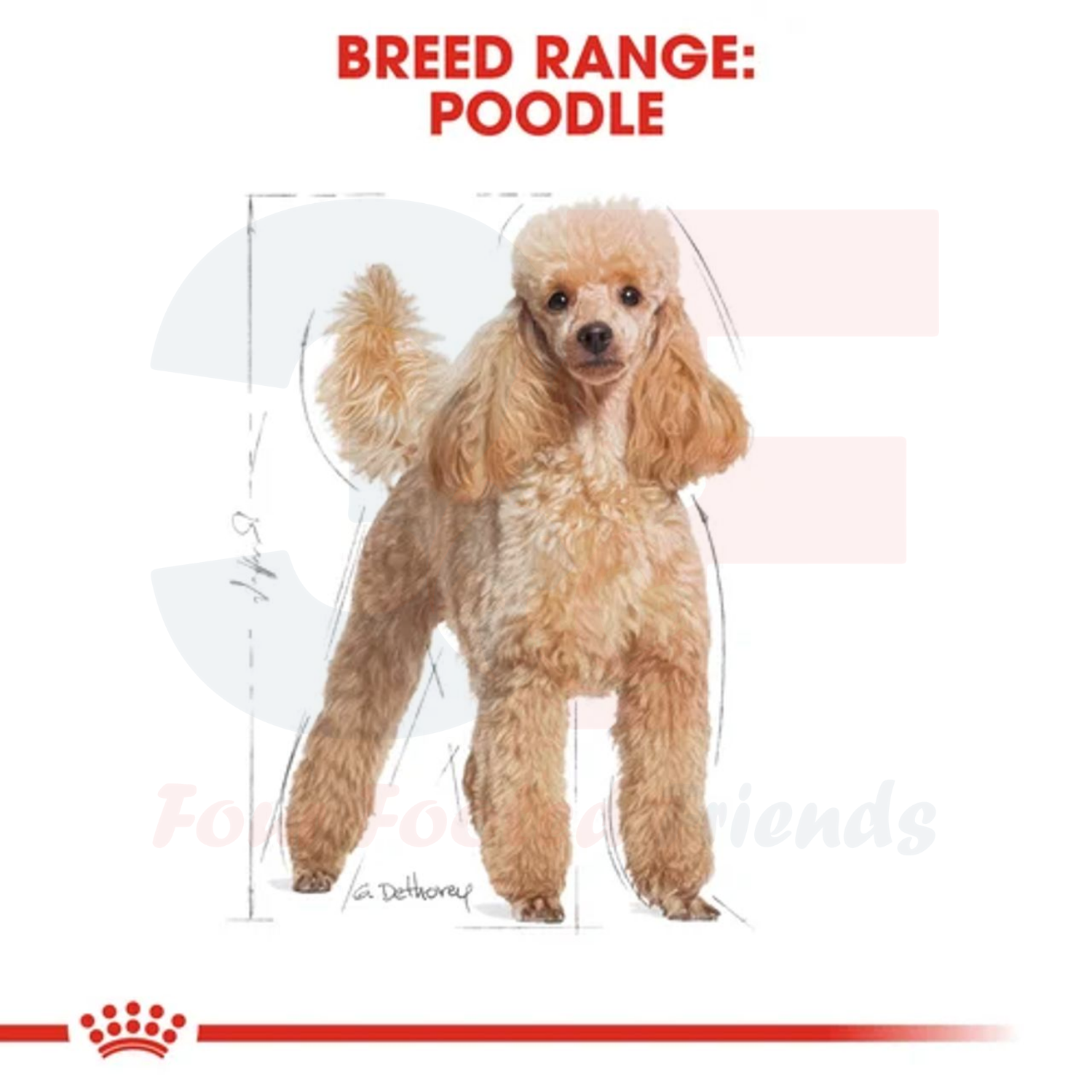 Pate Thức Ăn Ướt Xay Nhuyễn Dành Cho Chó Poodle Trưởng Thành Royal Canin Poodle Wet