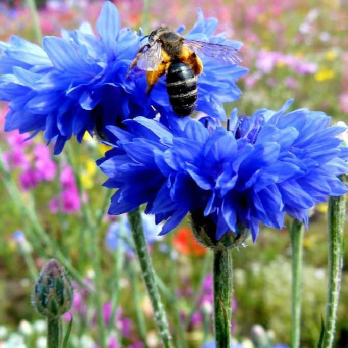 Hạt giống hoa trúc mai Mix